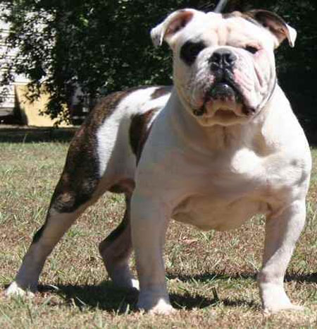 Dead creek best sale olde english bulldogges