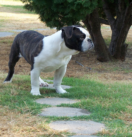 Dead creek best sale olde english bulldogges